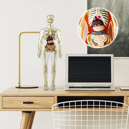 3D-ihmisvartalon malli lapsille anatomian malli luuranko